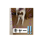 パーソンラッセルテリアのジュリアス（個別スタンプ：13）
