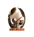 パーソンラッセルテリアのジュリアス（個別スタンプ：14）