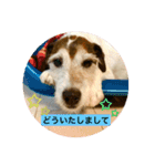 パーソンラッセルテリアのジュリアス（個別スタンプ：18）