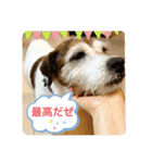 パーソンラッセルテリアのジュリアス（個別スタンプ：21）