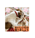 パーソンラッセルテリアのジュリアス（個別スタンプ：22）