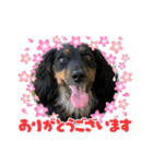 ダックス いちごちゃん（個別スタンプ：2）