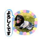 ダックス いちごちゃん（個別スタンプ：6）