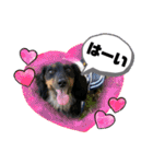 ダックス いちごちゃん（個別スタンプ：7）