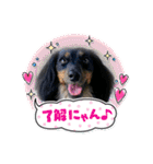 ダックス いちごちゃん（個別スタンプ：9）
