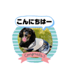 ダックス いちごちゃん（個別スタンプ：16）