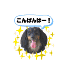 ダックス いちごちゃん（個別スタンプ：25）