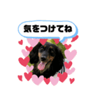 ダックス いちごちゃん（個別スタンプ：28）