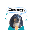 ダックス いちごちゃん（個別スタンプ：37）