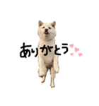 大きくなりすぎた豆柴のおもち。（個別スタンプ：1）