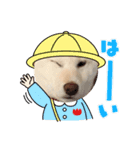 大きくなりすぎた豆柴のおもち。（個別スタンプ：6）