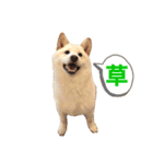 大きくなりすぎた豆柴のおもち。（個別スタンプ：11）