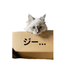 ダッチェスすたんぷ（個別スタンプ：6）