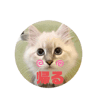 ダッチェスすたんぷ（個別スタンプ：7）