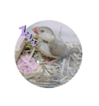 文鳥むぎちゃんいとちゃん（個別スタンプ：2）