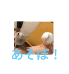 文鳥むぎちゃんいとちゃん（個別スタンプ：3）