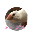 文鳥むぎちゃんいとちゃん（個別スタンプ：4）