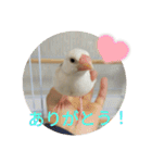 文鳥むぎちゃんいとちゃん（個別スタンプ：6）