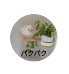 文鳥むぎちゃんいとちゃん（個別スタンプ：8）