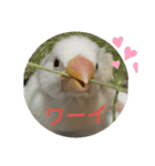 文鳥むぎちゃんいとちゃん（個別スタンプ：9）