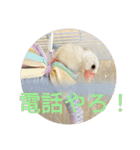 文鳥むぎちゃんいとちゃん（個別スタンプ：10）