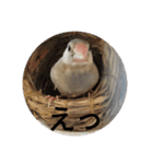 文鳥むぎちゃんいとちゃん（個別スタンプ：11）