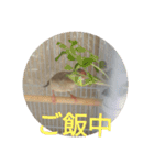 文鳥むぎちゃんいとちゃん（個別スタンプ：13）