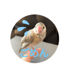 文鳥むぎちゃんいとちゃん（個別スタンプ：14）