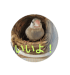 文鳥むぎちゃんいとちゃん（個別スタンプ：15）