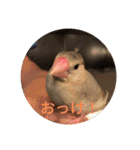 文鳥むぎちゃんいとちゃん（個別スタンプ：17）