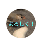 文鳥むぎちゃんいとちゃん（個別スタンプ：20）