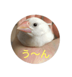 文鳥むぎちゃんいとちゃん（個別スタンプ：22）