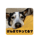 ハピハピかぞく（個別スタンプ：1）