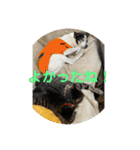 ハピハピかぞく（個別スタンプ：12）
