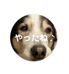 ハピハピかぞく（個別スタンプ：13）