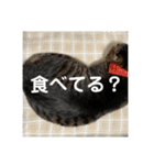 ハピハピかぞく（個別スタンプ：14）