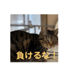 ハピハピかぞく（個別スタンプ：15）
