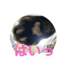 ハピハピかぞく（個別スタンプ：16）