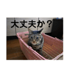 ハピハピかぞく（個別スタンプ：31）