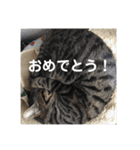 ハピハピかぞく（個別スタンプ：33）