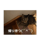 ハピハピかぞく（個別スタンプ：38）