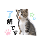 まゆ毛ネコのきな子（個別スタンプ：5）