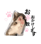 まゆ毛ネコのきな子（個別スタンプ：6）