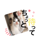 まゆ毛ネコのきな子（個別スタンプ：7）