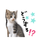 まゆ毛ネコのきな子（個別スタンプ：9）