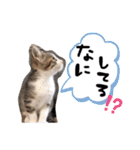 まゆ毛ネコのきな子（個別スタンプ：10）