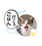 まゆ毛ネコのきな子（個別スタンプ：11）