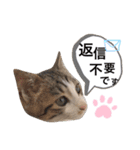 まゆ毛ネコのきな子（個別スタンプ：12）