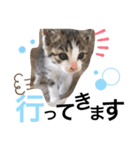 まゆ毛ネコのきな子（個別スタンプ：13）