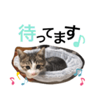 まゆ毛ネコのきな子（個別スタンプ：15）